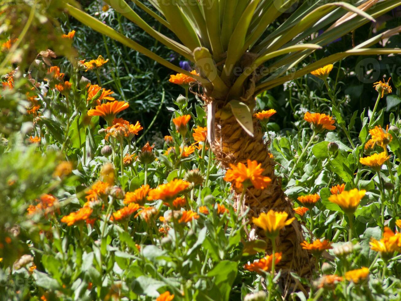 un' palma albero con arancia fiori foto
