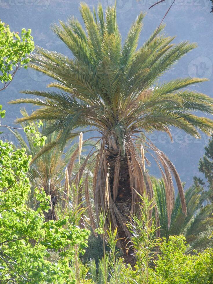 un' grande palma albero foto