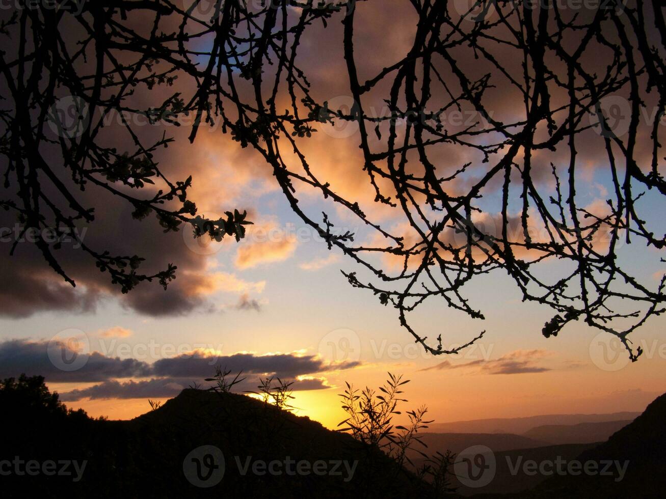 un' albero con le foglie foto