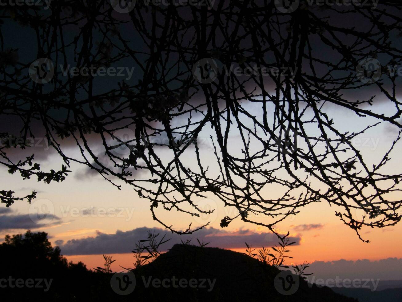 un' albero con le foglie e rami nel il primo piano foto