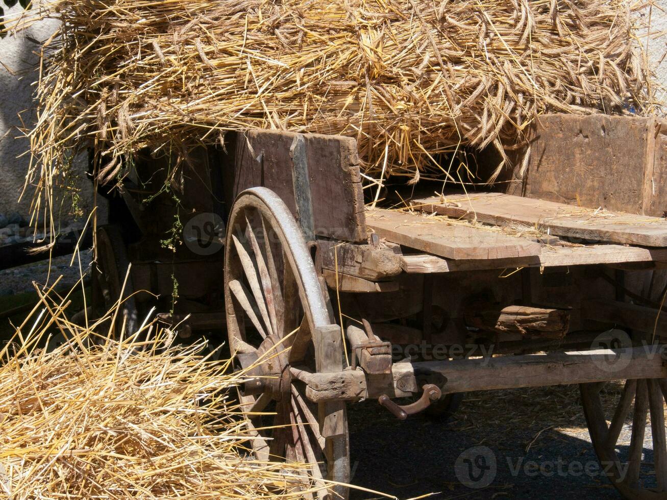 un' cavallo traino un' carro foto