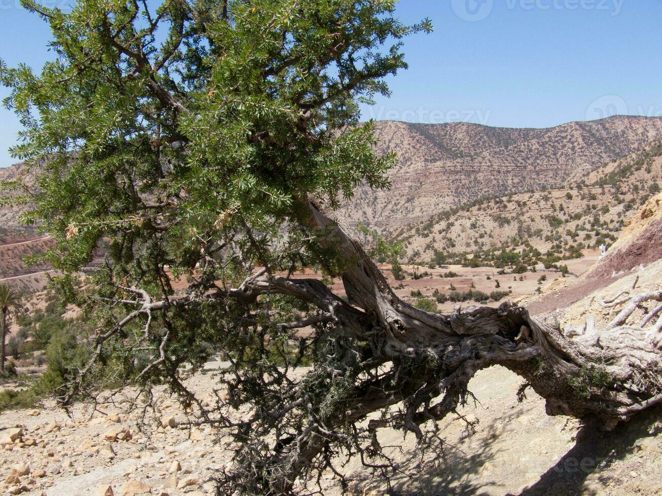 un' grande albero su il terra foto