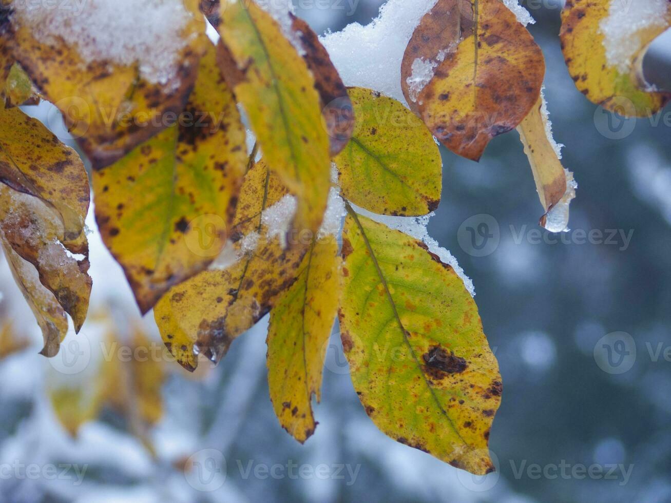 neve coperto le foglie su un' albero ramo foto