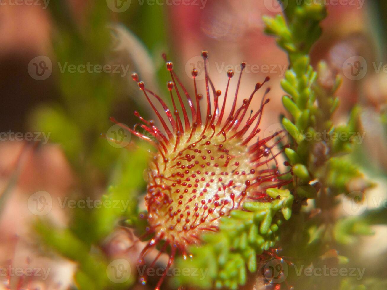 un' fiore con rosso e bianca petali foto