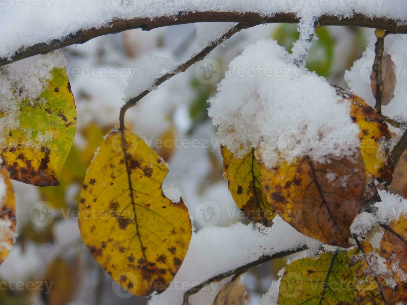 un' vicino su di alcuni le foglie coperto nel neve foto