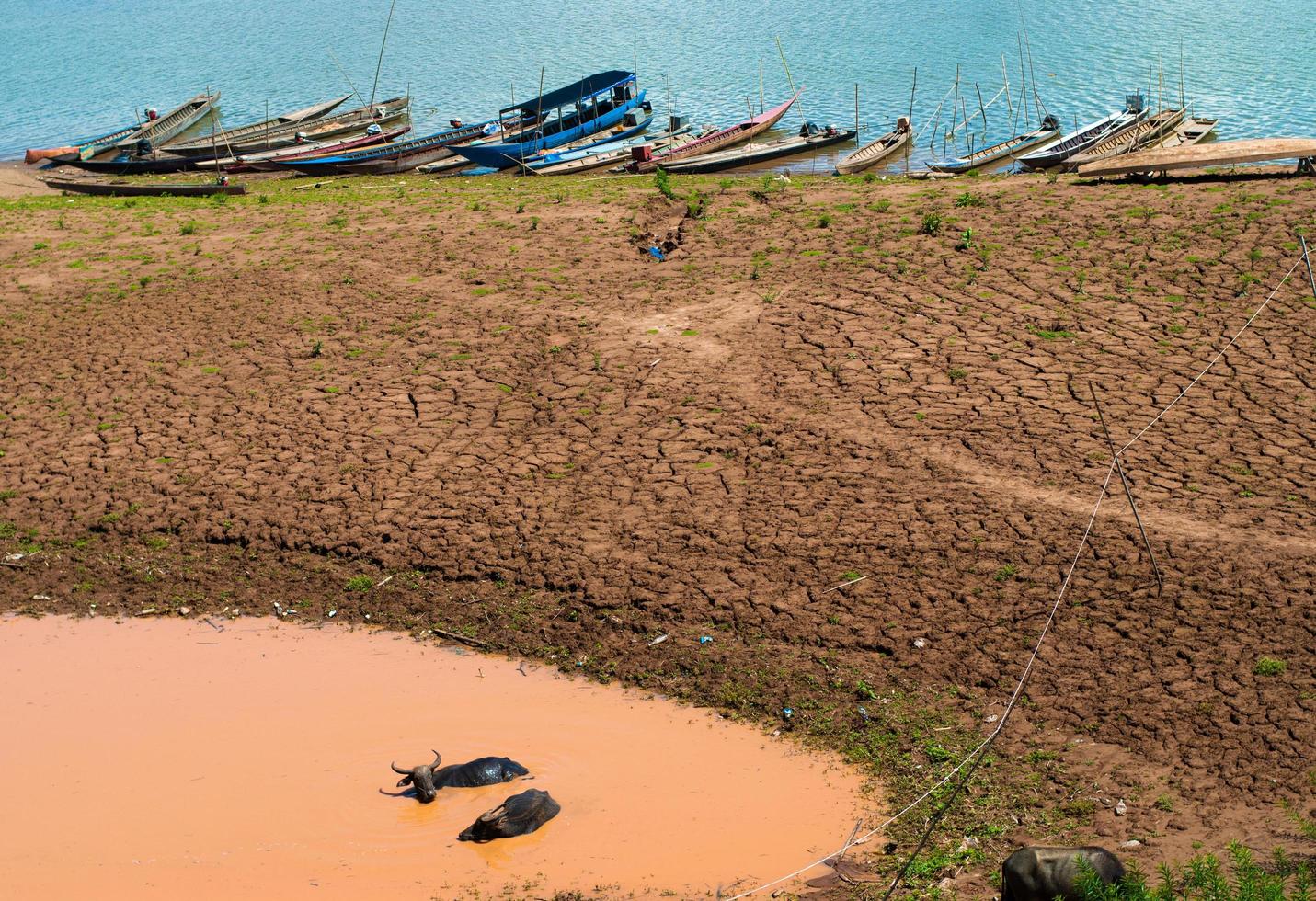 bufalo che si rilassa in un pantano di fango vicino al fiume mekong foto