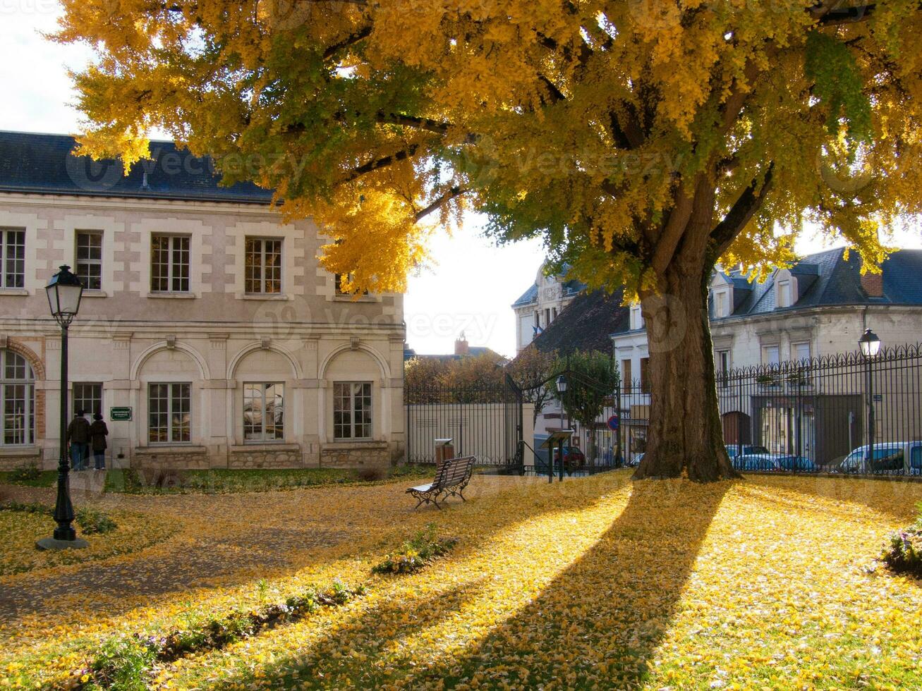 grande albero con giallo le foglie foto