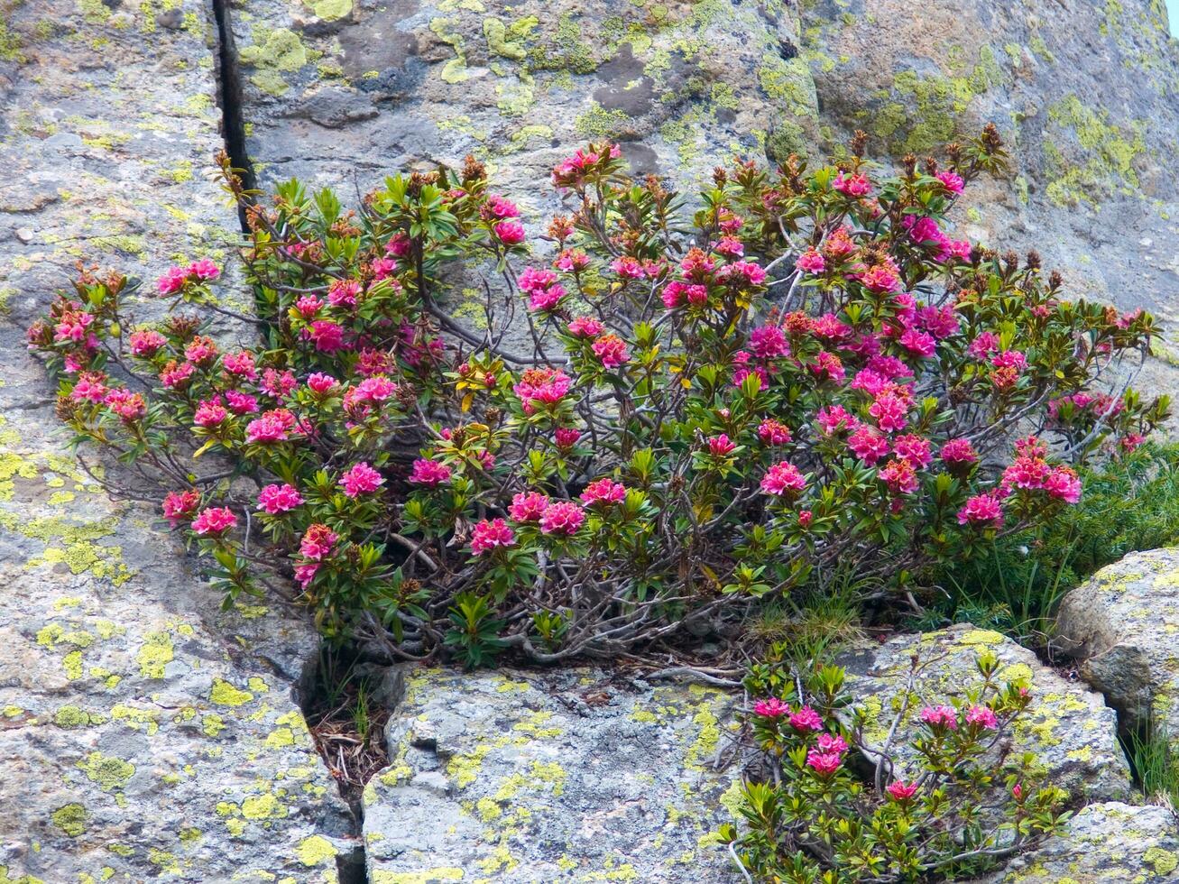 un' piccolo rosa fiore in crescita su un' roccia foto