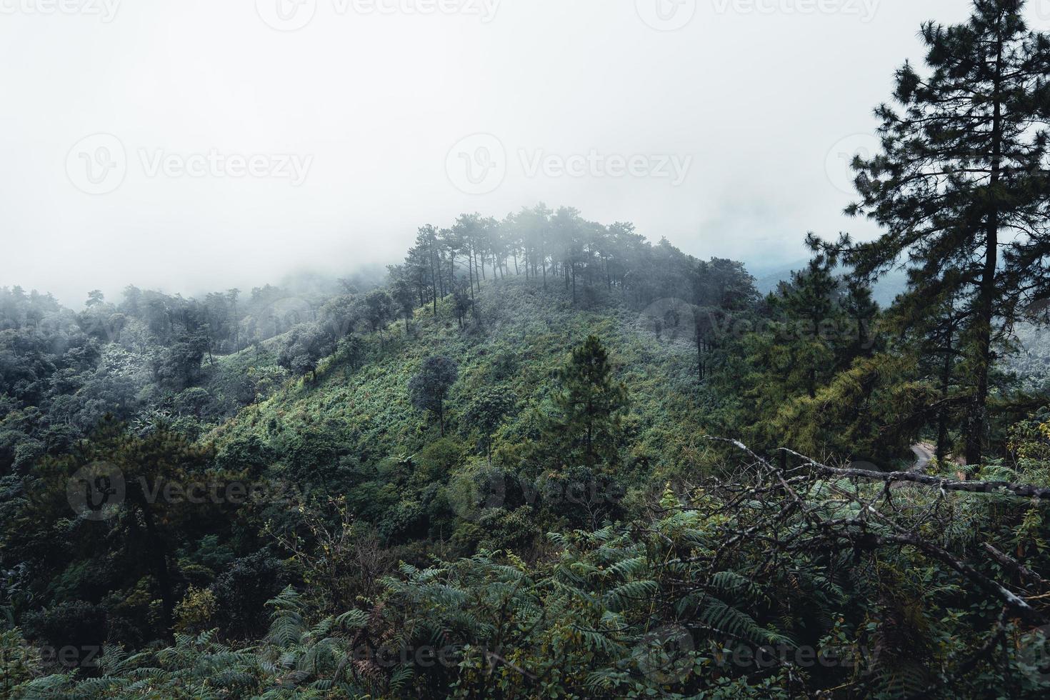 montagne e alberi verdi durante il giorno foto