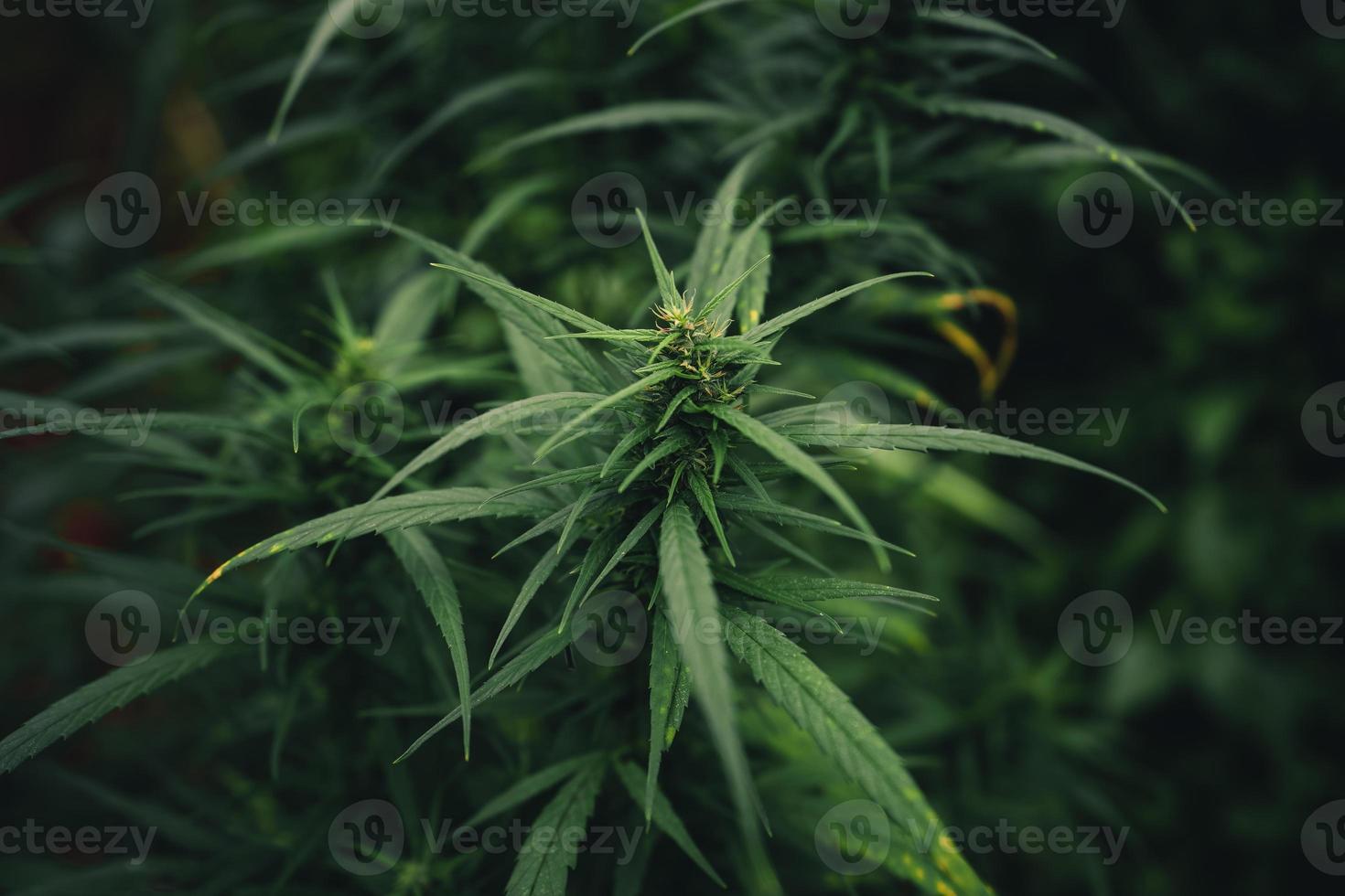 pianta di cannabis sativa che cresce all'aperto foto