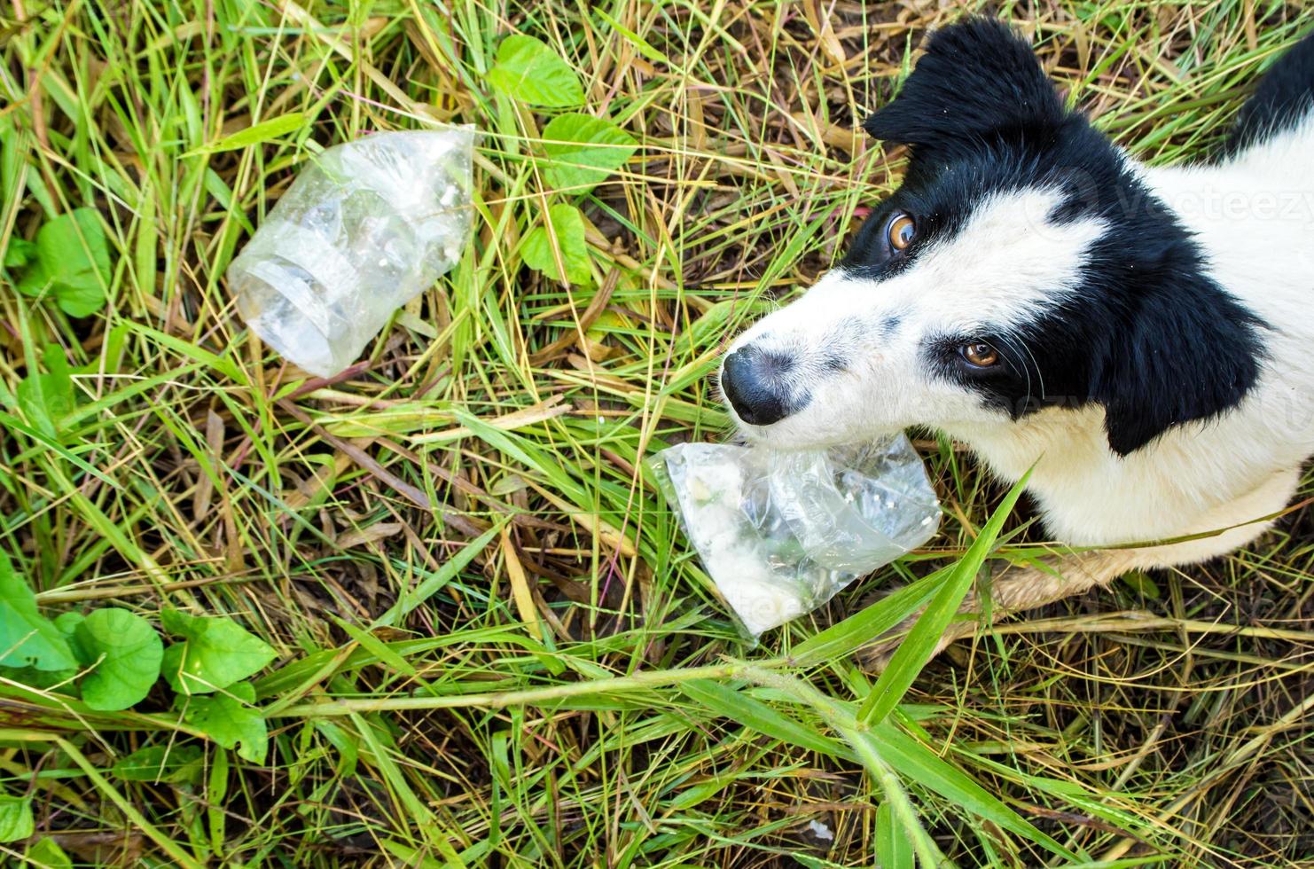 cane che mangia cibo in un sacchetto di plastica foto