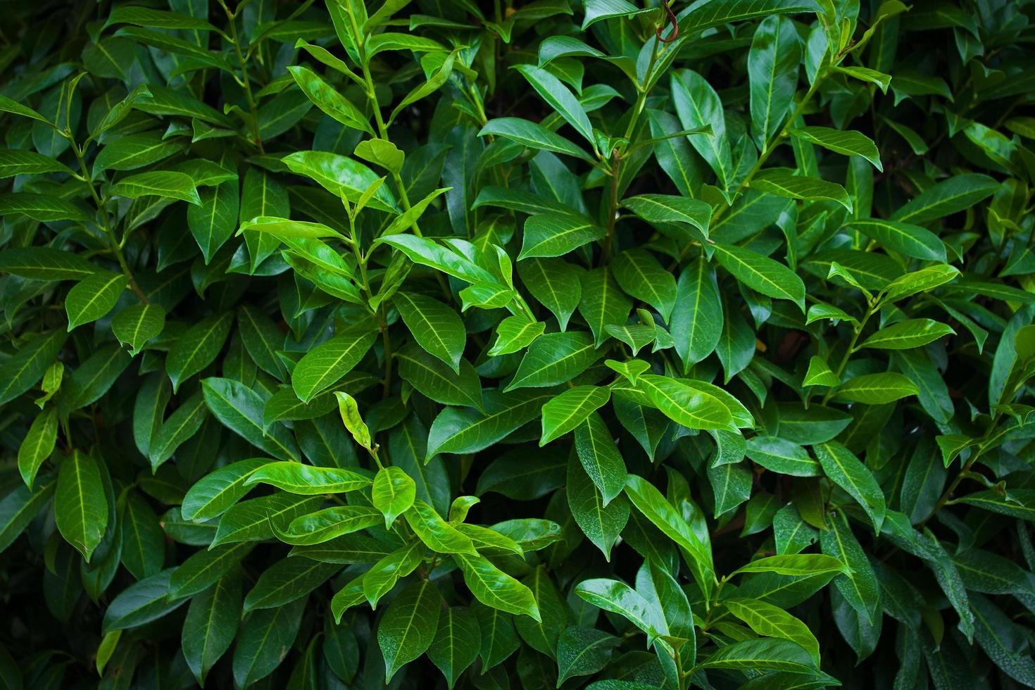 sfondo del cespuglio con foglie fresche foto