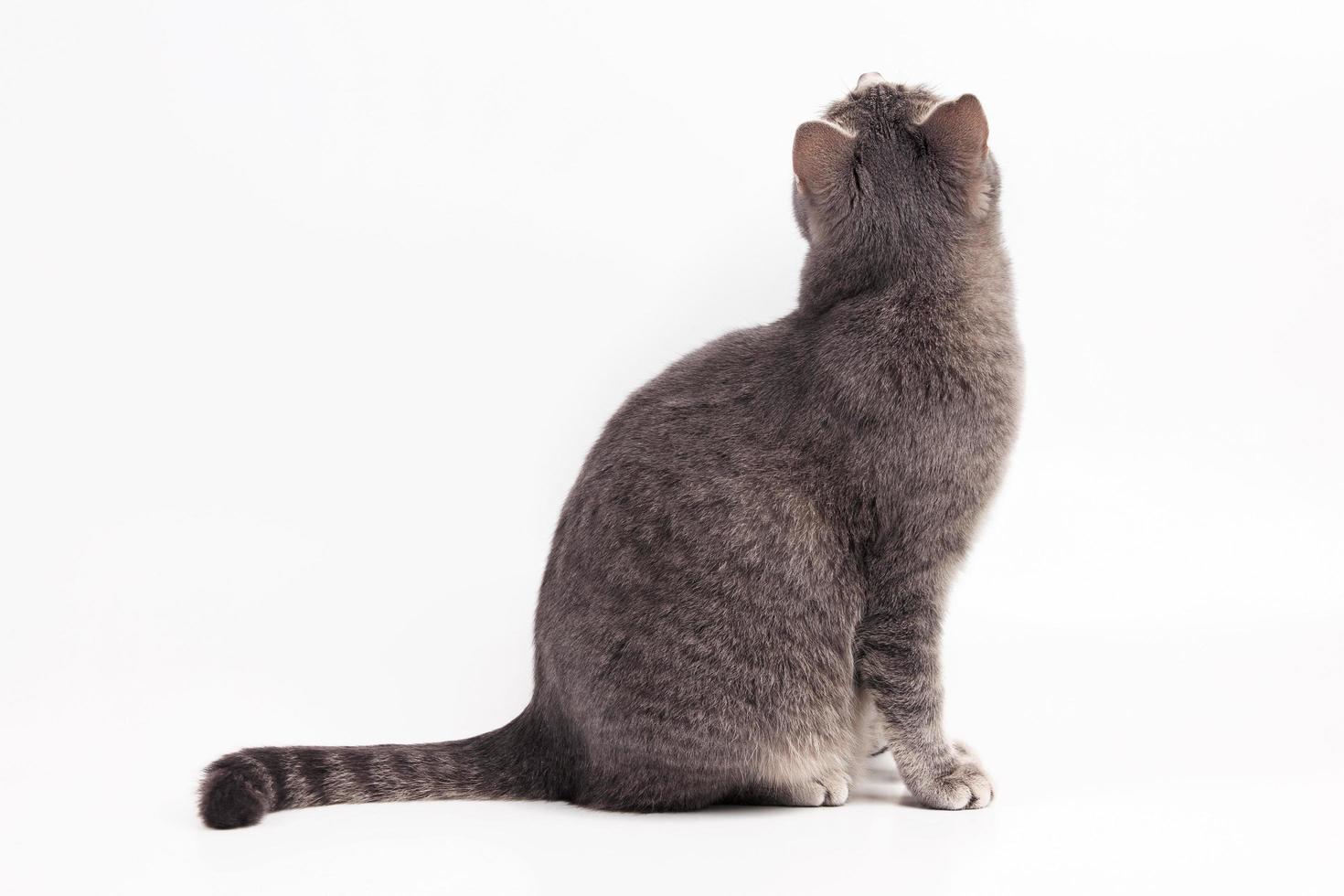 gatto grigio seduto e alzando lo sguardo foto