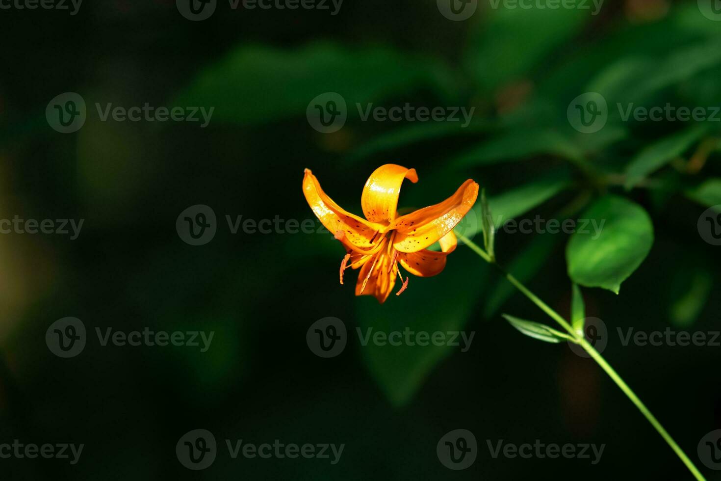 luminosa arancia selvaggio giglio fiore su naturale buio sfondo avvicinamento foto