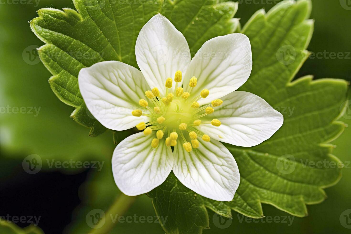 ai generato fragola fiore. ai generato foto