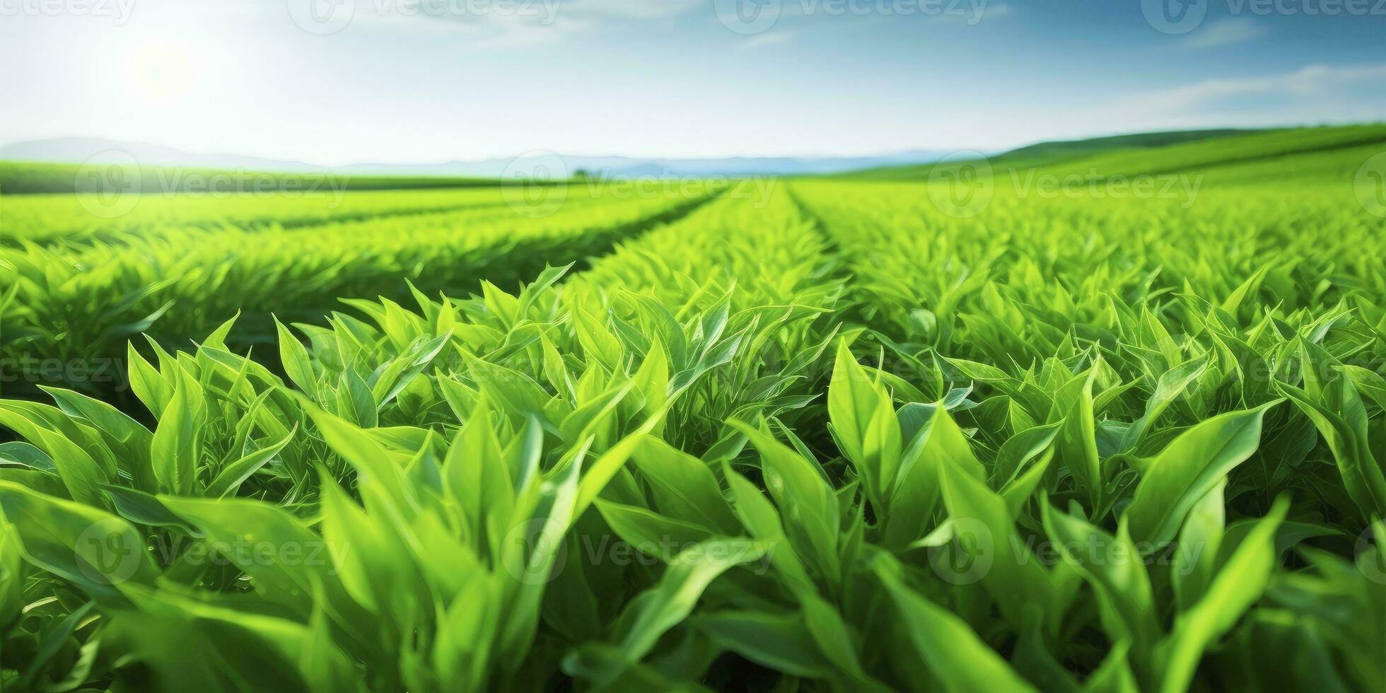 ai generato campo di vivace verde biocarburante raccolti. ai generato. foto