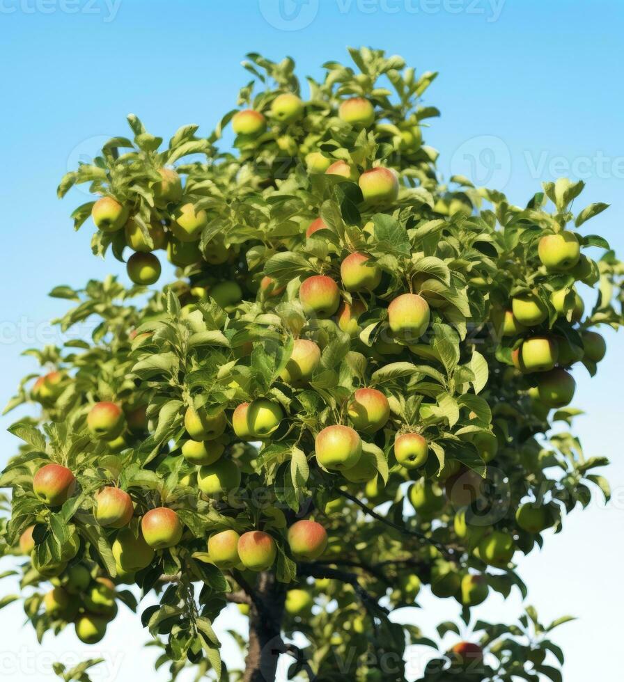 ai generato un' bellissimo verde Mela albero. ai generato foto