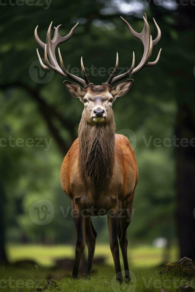 ai generato vicino su di rosso cervo cervo. ai generato foto