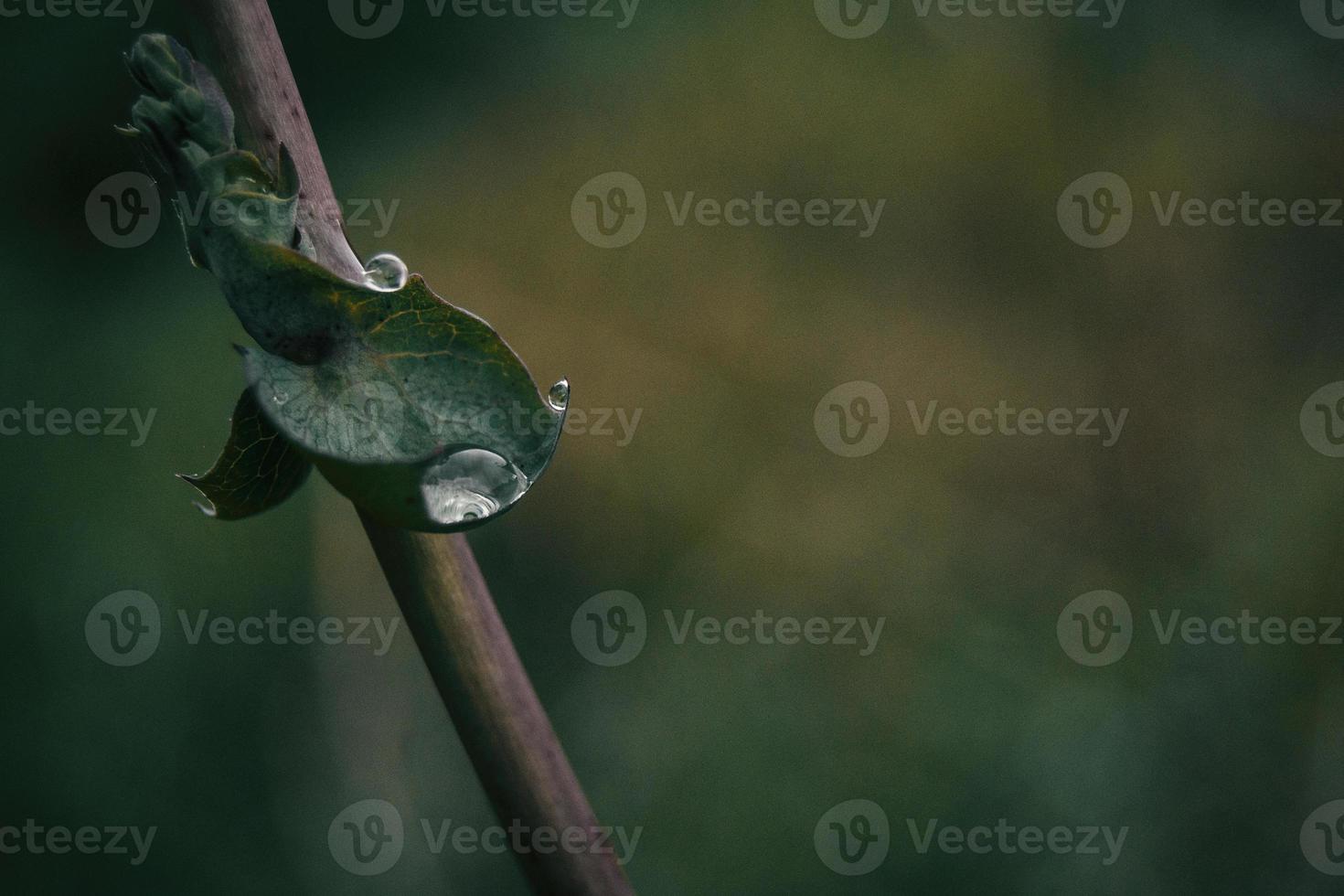 goccia d'acqua su una foglia foto