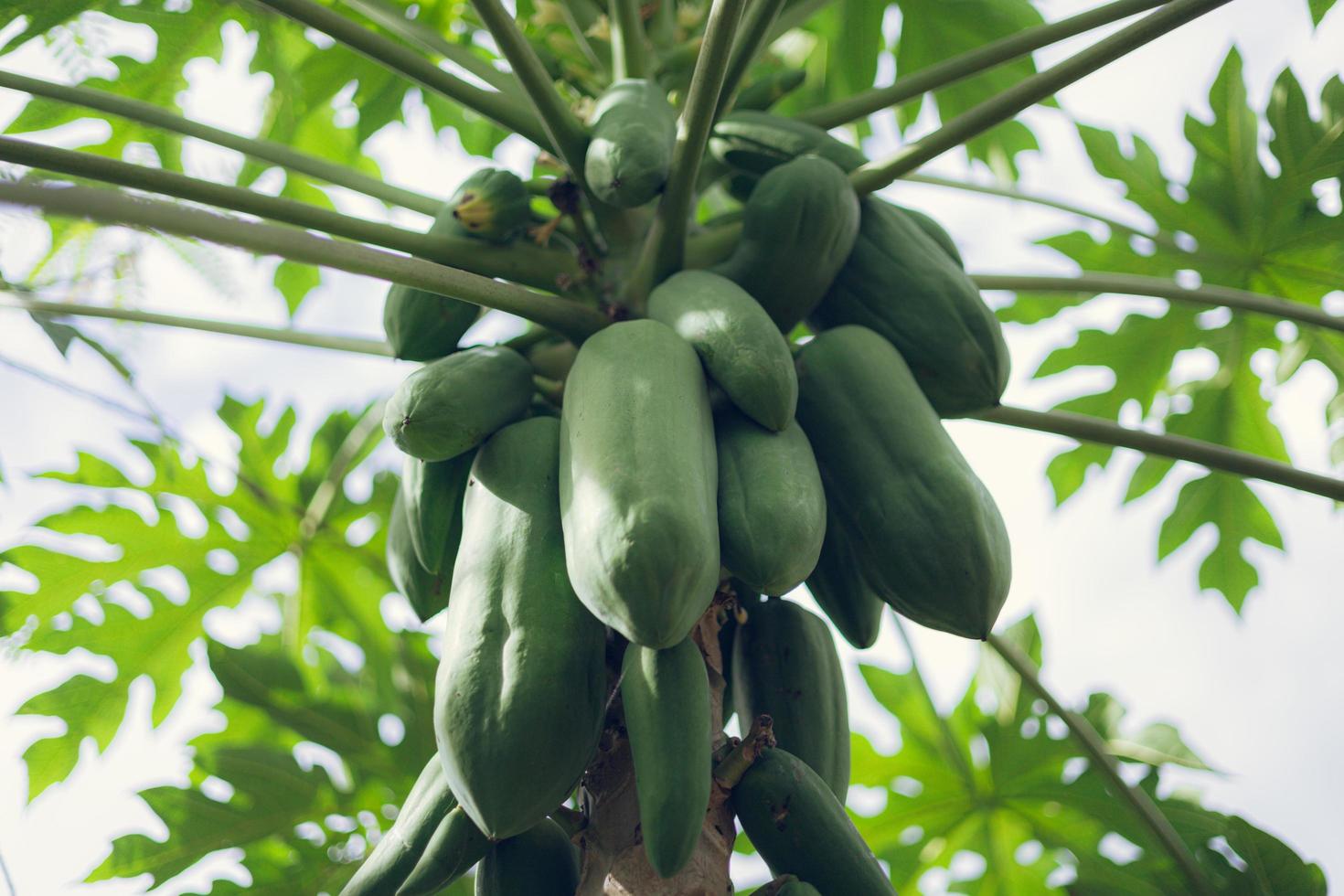 papaya frutti dell'albero di papaia in giardino natura papaya verde fresca sull'albero foto