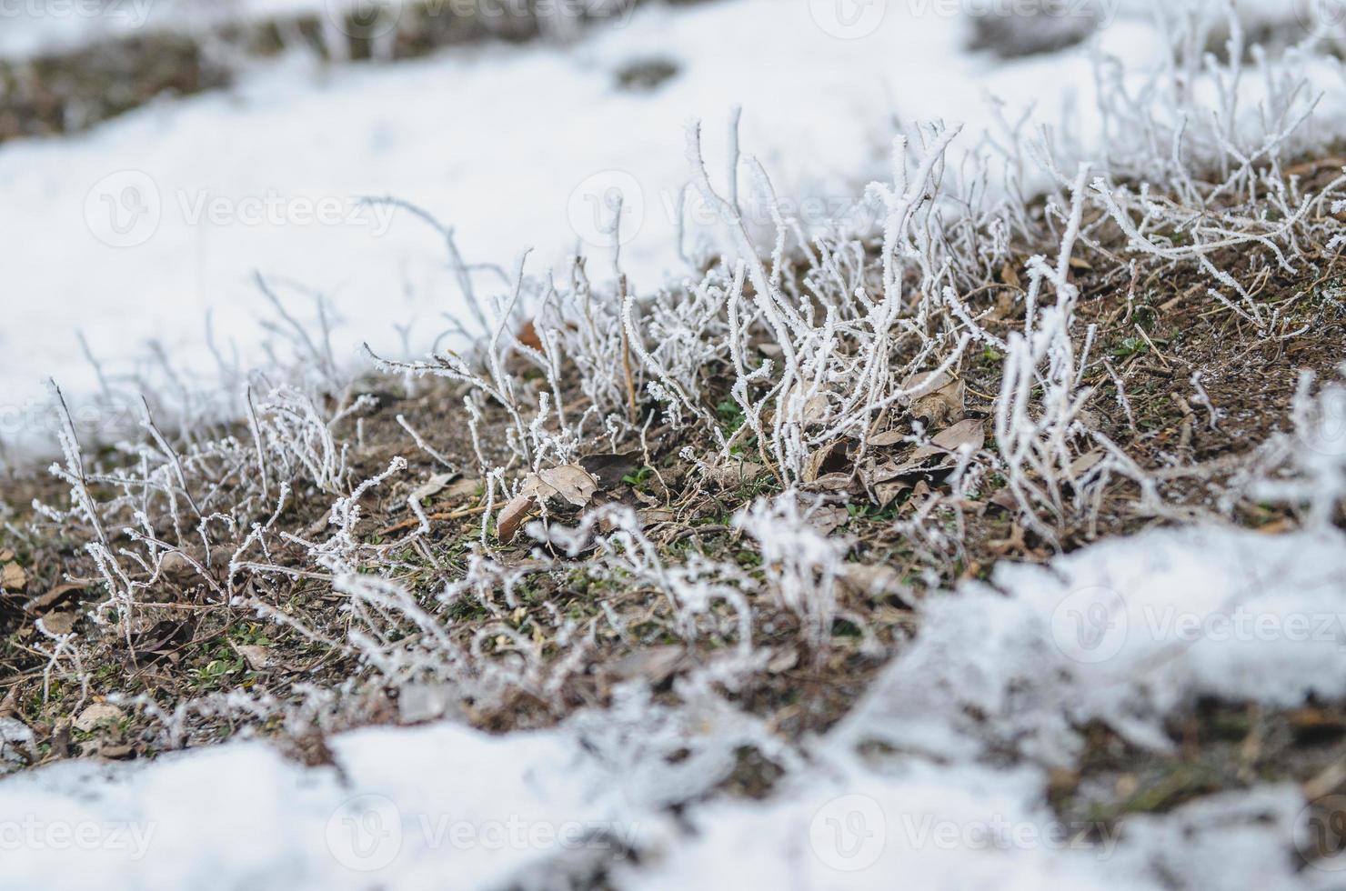 gelo e neve sui cespugli secchi della foresta foto