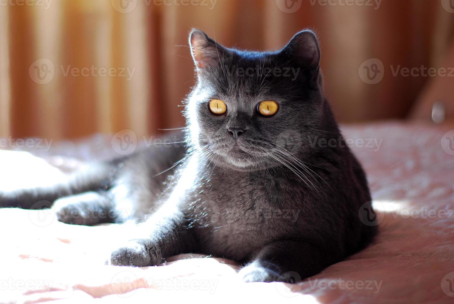 un gatto grigio di razza britannica o scozzese giace sul letto foto