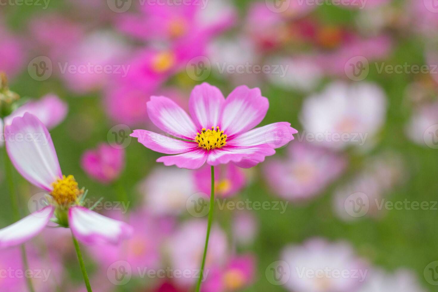 fiore del cosmo nel giardino ravvicinato foto