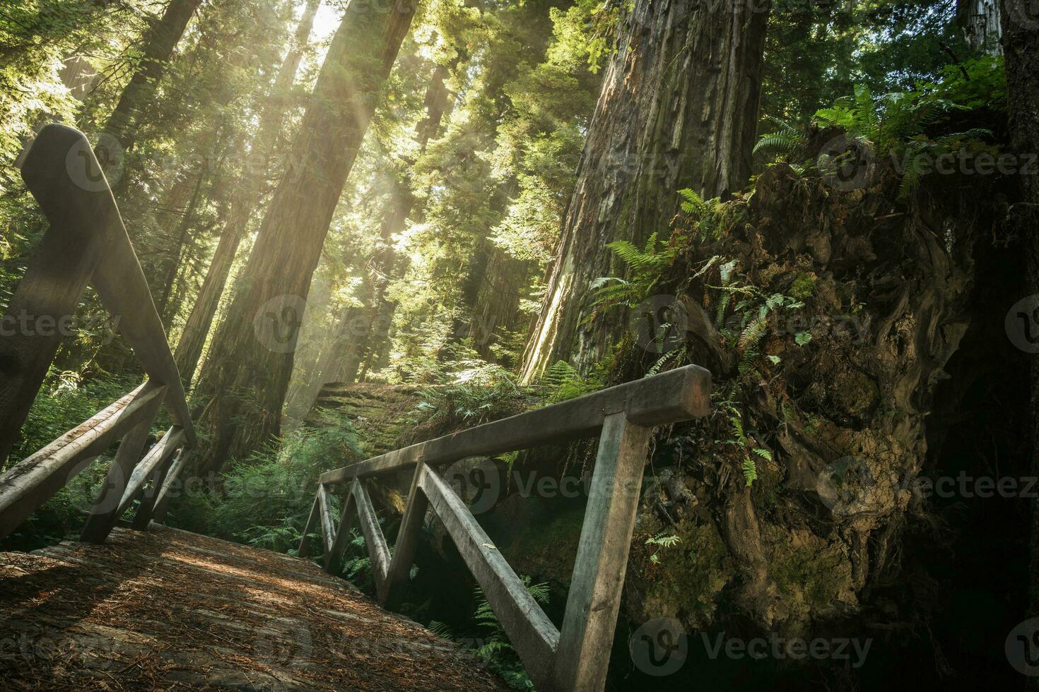 di legno ponte nel californiano sequoia nazionale parco foto