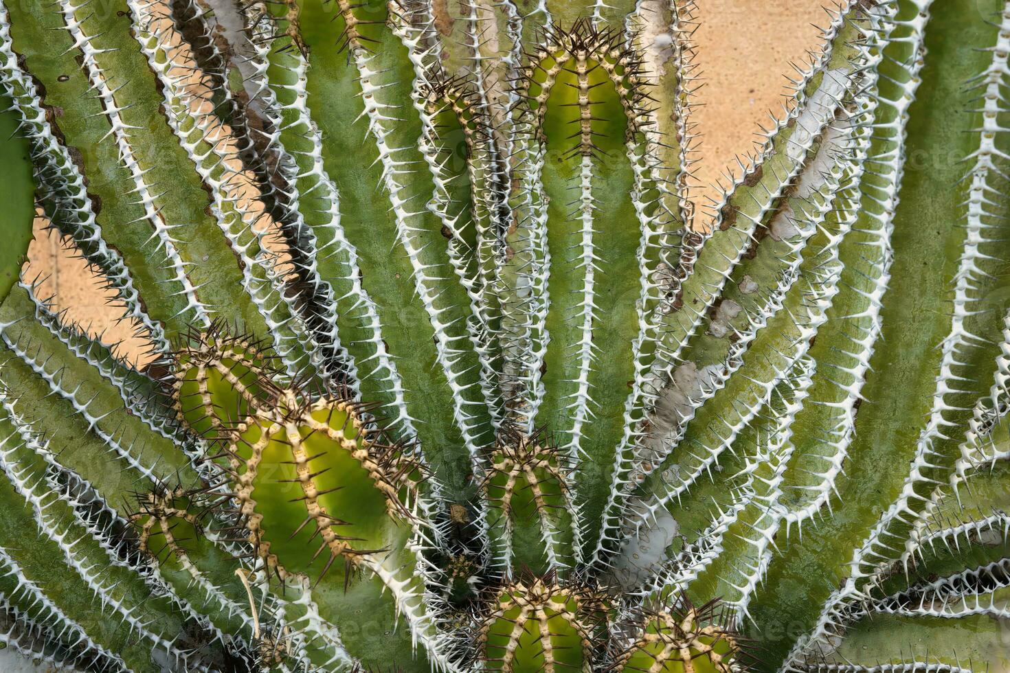 euforbia, euforbia avasmontan, kirstenbosch, capo cittadina, Sud Africa foto