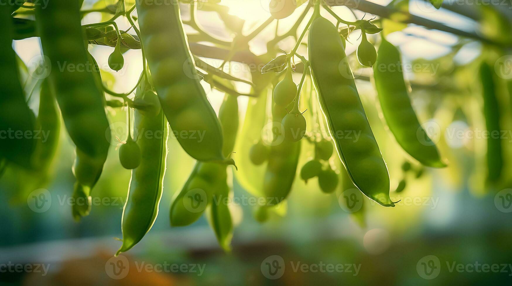 ai generato maturo verde piselli mini cuffie su rami nel azienda agricola serra, luce del sole foto