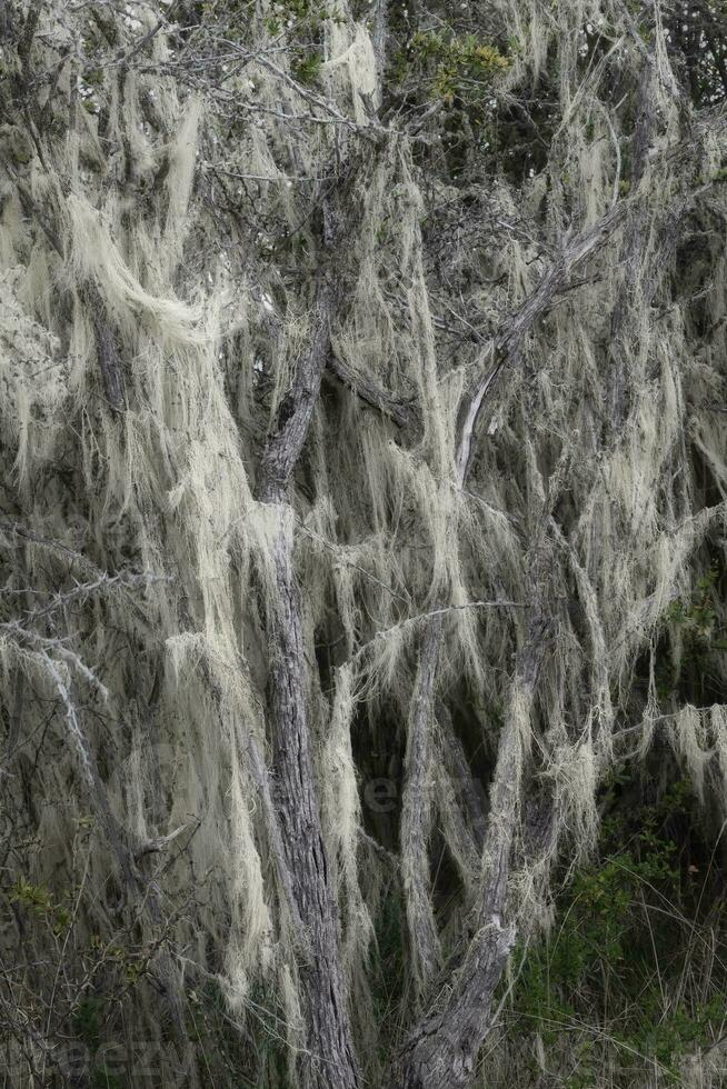 vecchio uomini barba lichene, asnea Barbata, in crescita su un' albero, patagonia nazionale parco, chacabuco valle vicino cochrane, aysen regione, patagonia, chile foto