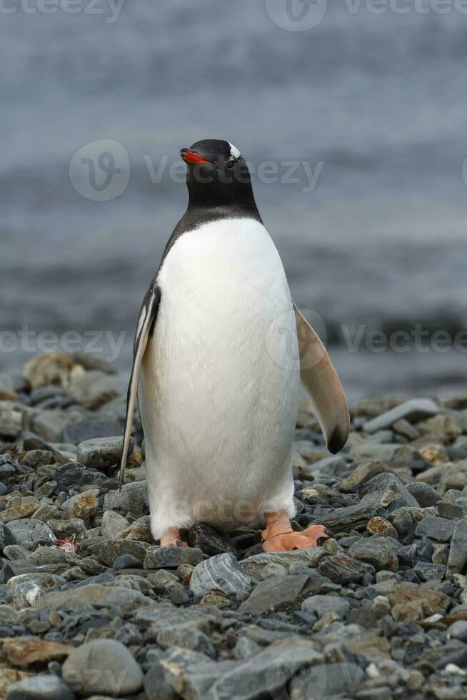 gentoo pinguino, pygoscelis Papua, su un' ghiaioso spiaggia, Fortuna baia, Sud Georgia, Sud Georgia e il Sandwich isole, Antartide foto