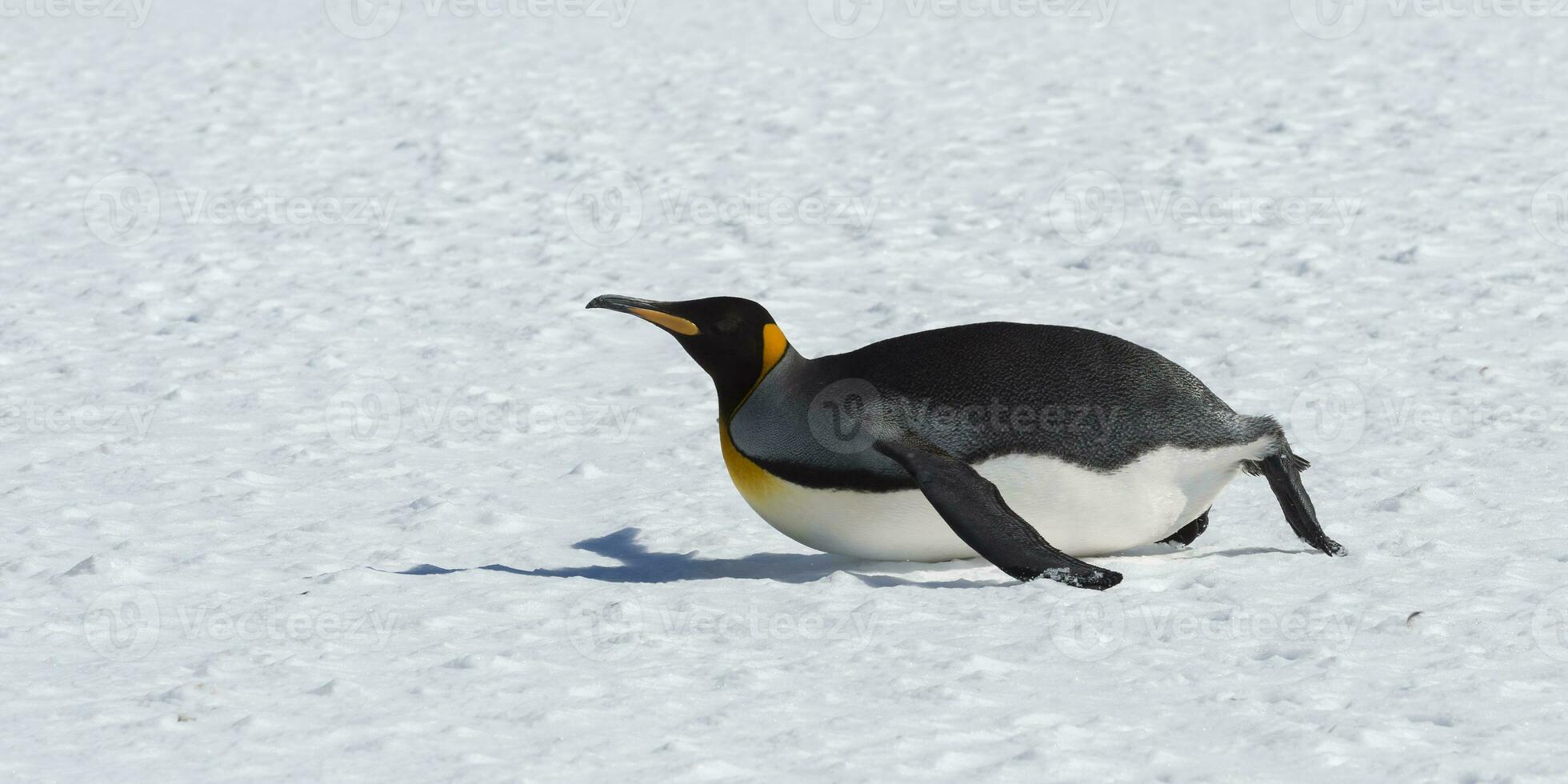 re pinguino, aptenodytes patagonico, scorrevole su il pancia su neve, Salisbury pianura, Sud Georgia isola, antartico foto