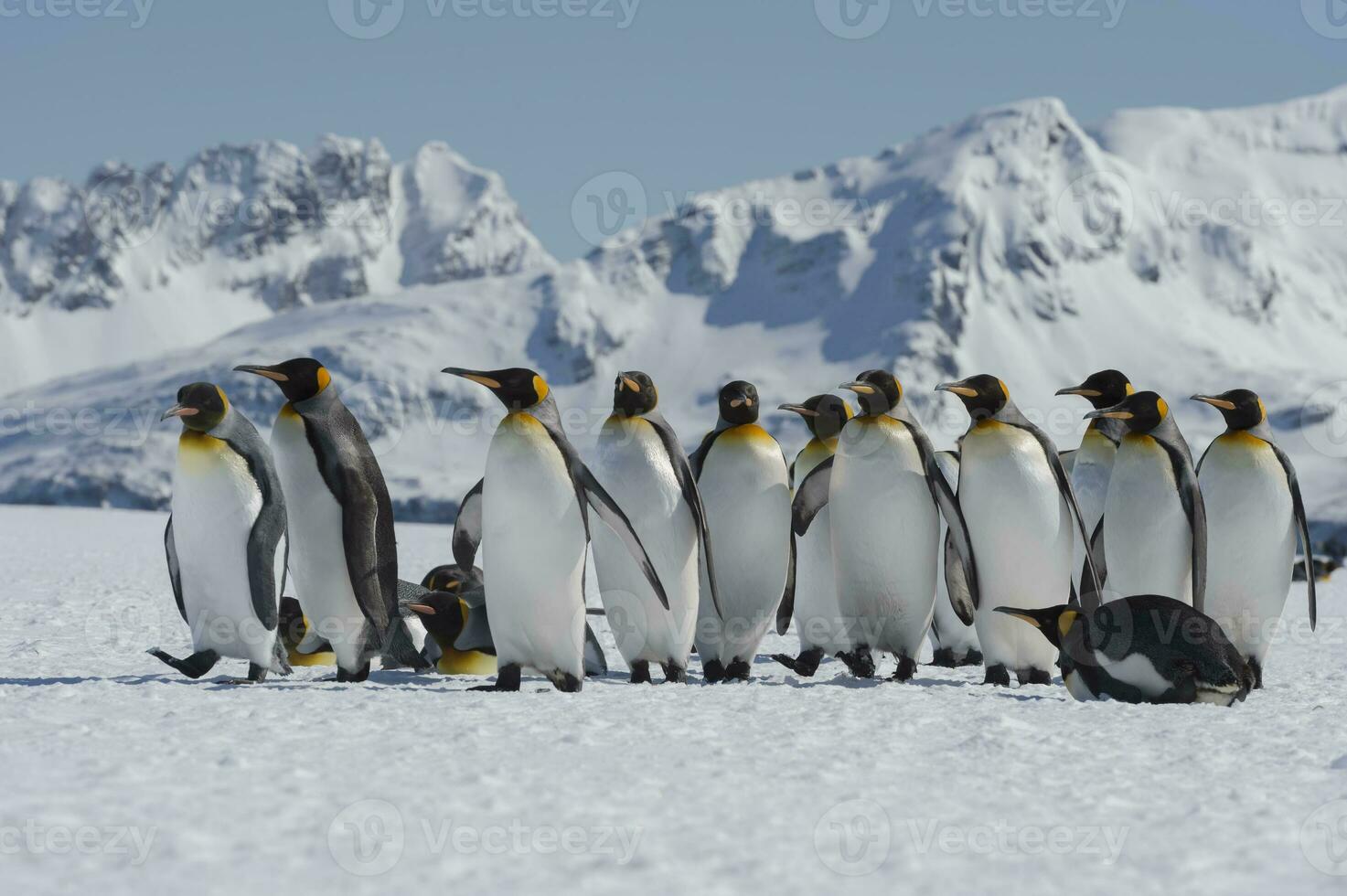 gruppo ofking pinguino, aptenodytes patagonico, si riunirono nel cerchio su neve coperto Salisbury pianura, Sud Georgia isola, antartico foto