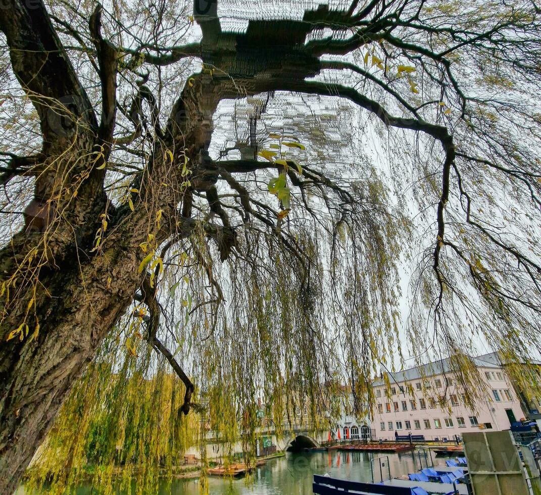 fiume Camera con ormeggiato punt nel Cambridge, Inghilterra visto dietro a il rami di un' bellissimo albero. foto