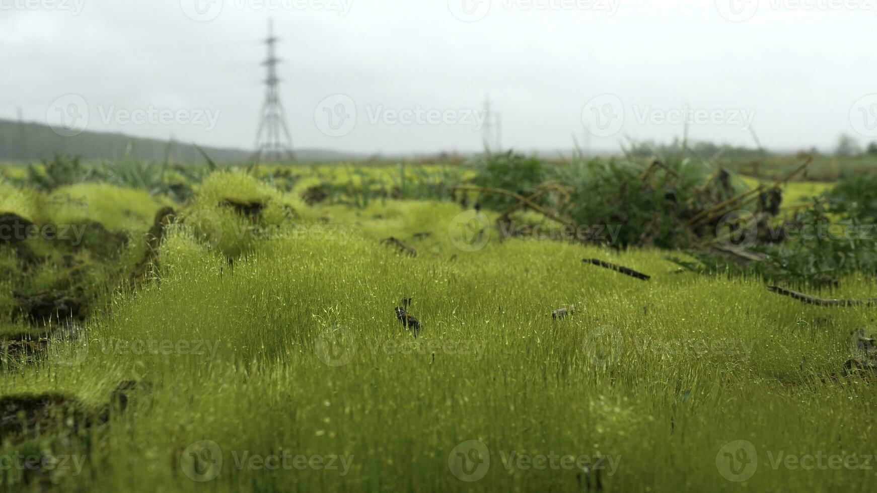 vicino su di fresco di spessore erba con acqua gocce nel il presto mattina. fresco verde erba con acqua gocce avvicinamento. gocce di rugiada su un' verde erba foto