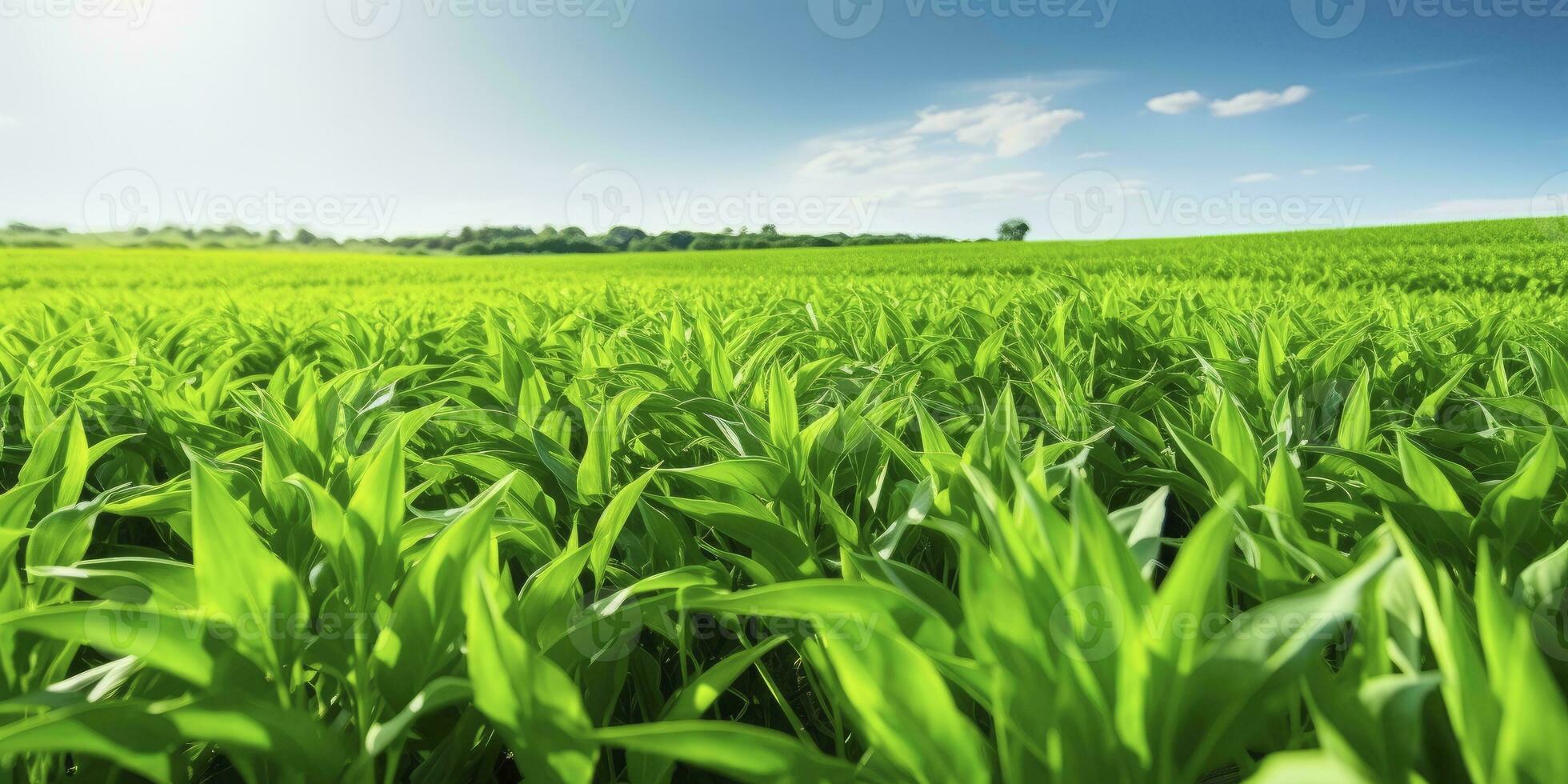 ai generato campo di vivace verde biocarburante raccolti. ai generato. foto