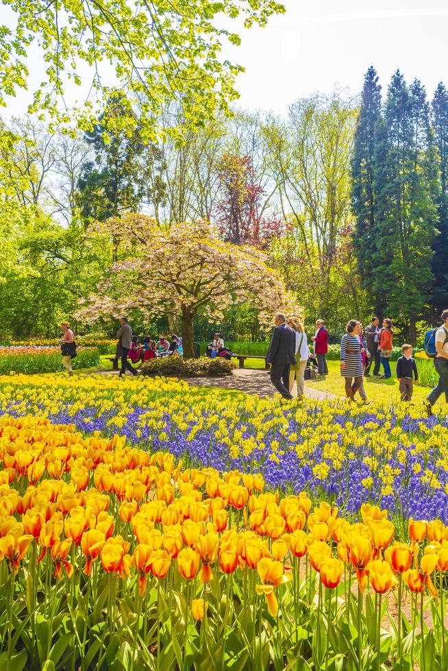 campanule blu giacinto d'uva e tulipani gialli keukenhof paesi bassi. foto