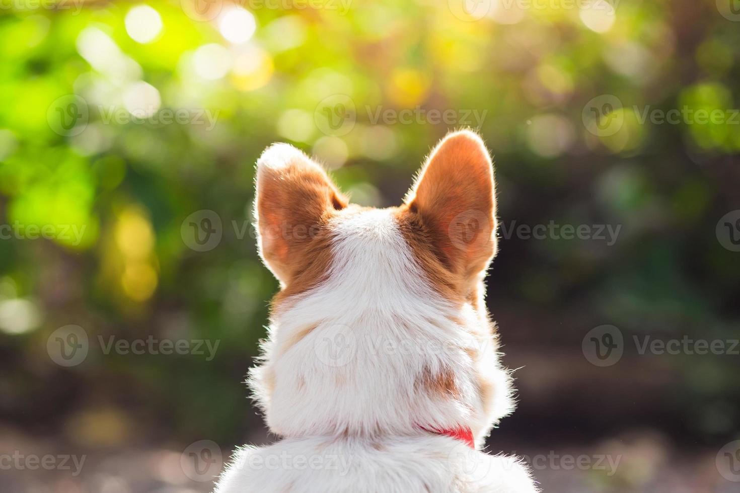 bellissimo cane da vicino vista da dietro foto