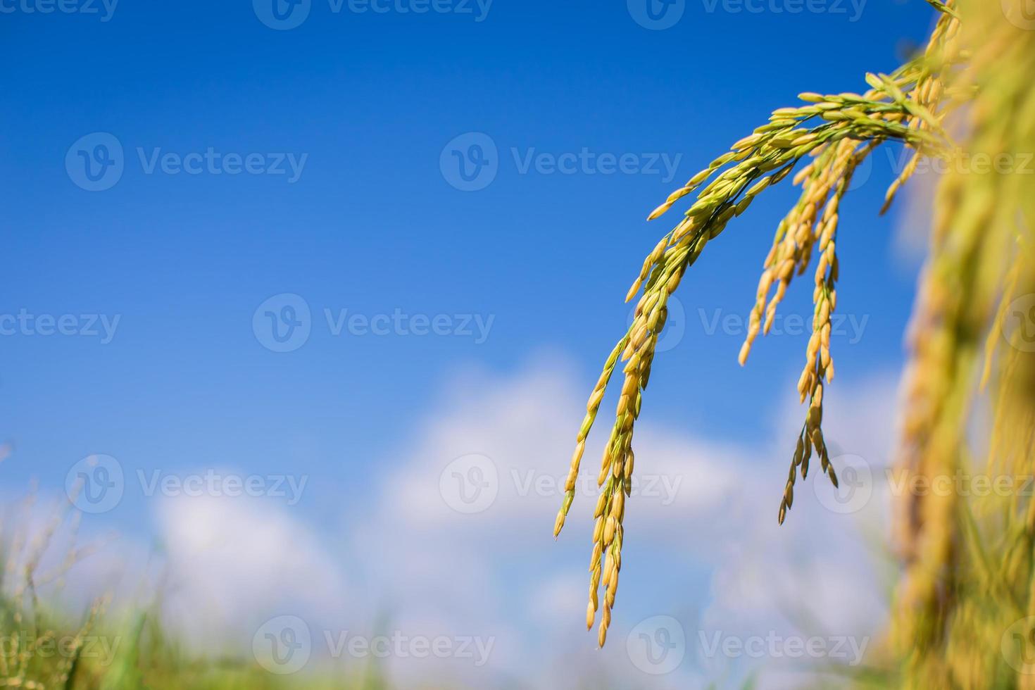 campo di riso thailandese con cielo blu e nuvole bianche foto