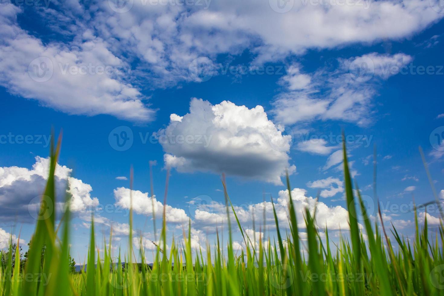 campo di riso thailandese con cielo blu e nuvole bianche foto