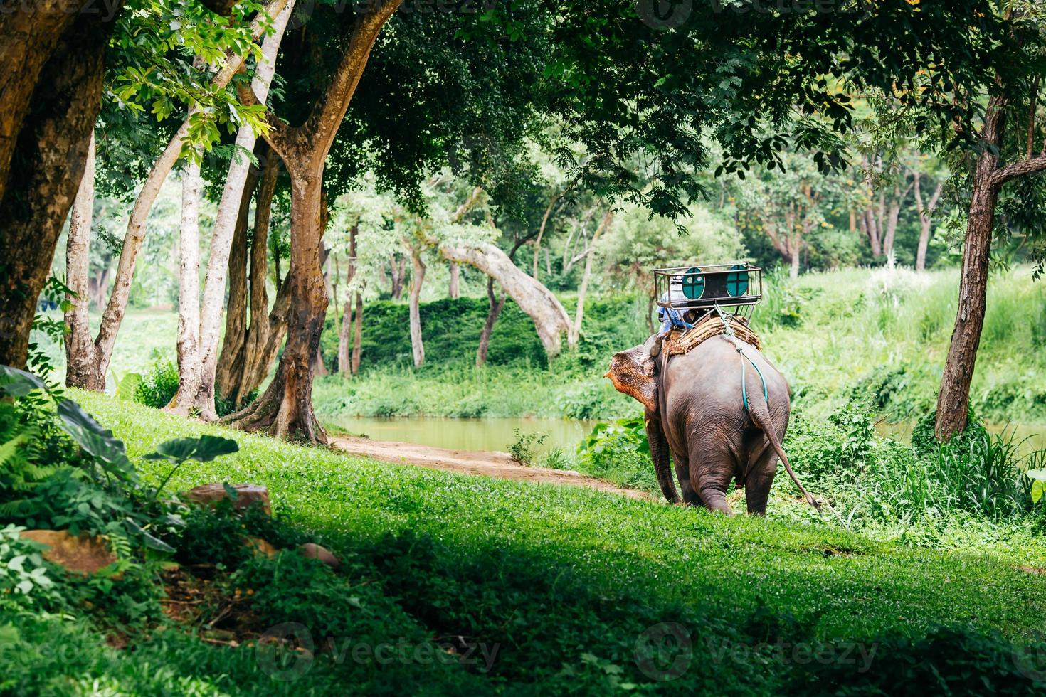 elefante asiatico nella foresta. può vedere a Chiang Mai, in Thailandia. foto