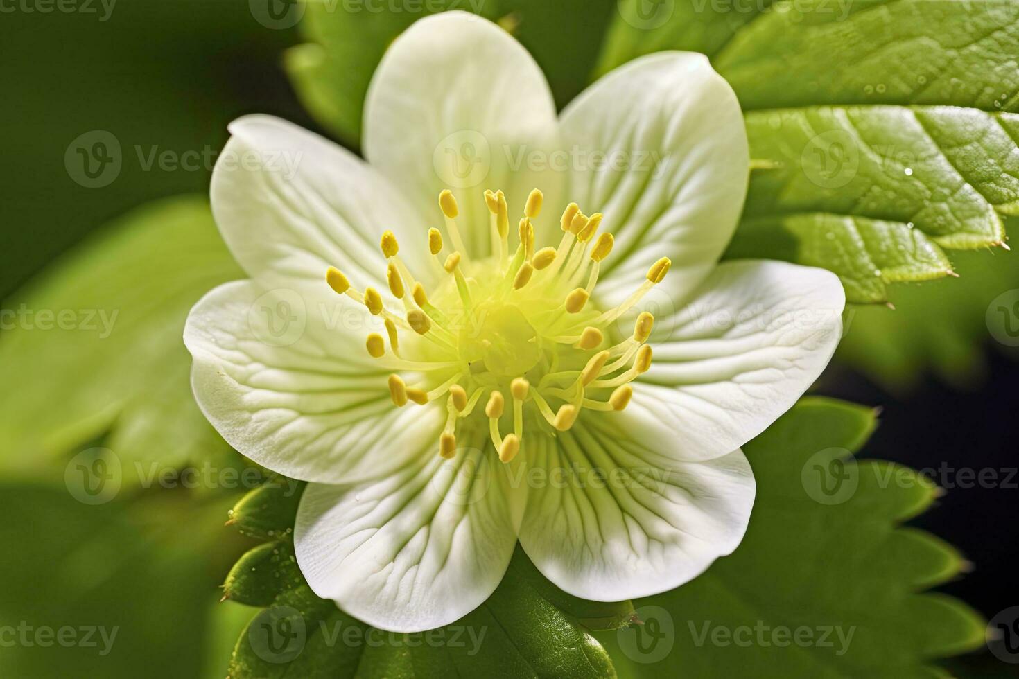 ai generato fragola fiore. ai generato foto