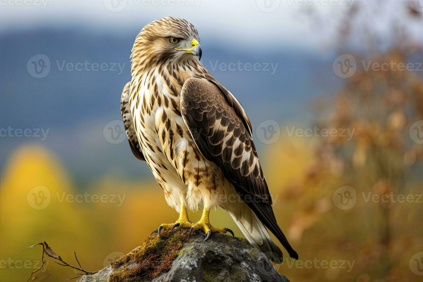 ai generato falco seduta su roccia guardare per preda. ai generato foto