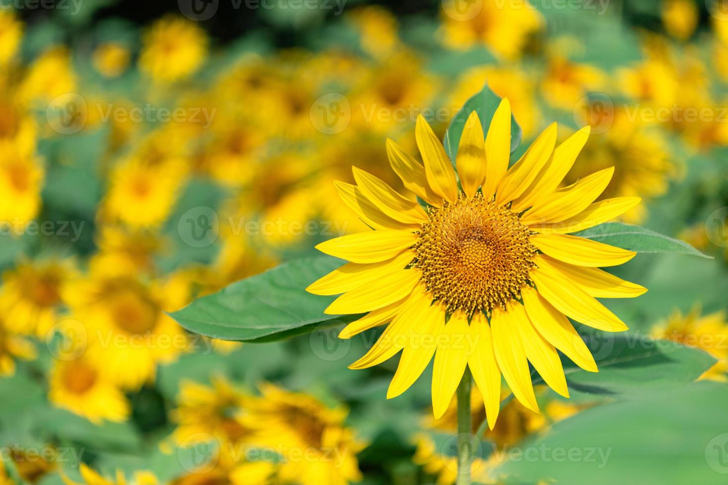 ci sono molti girasoli nei campi foto