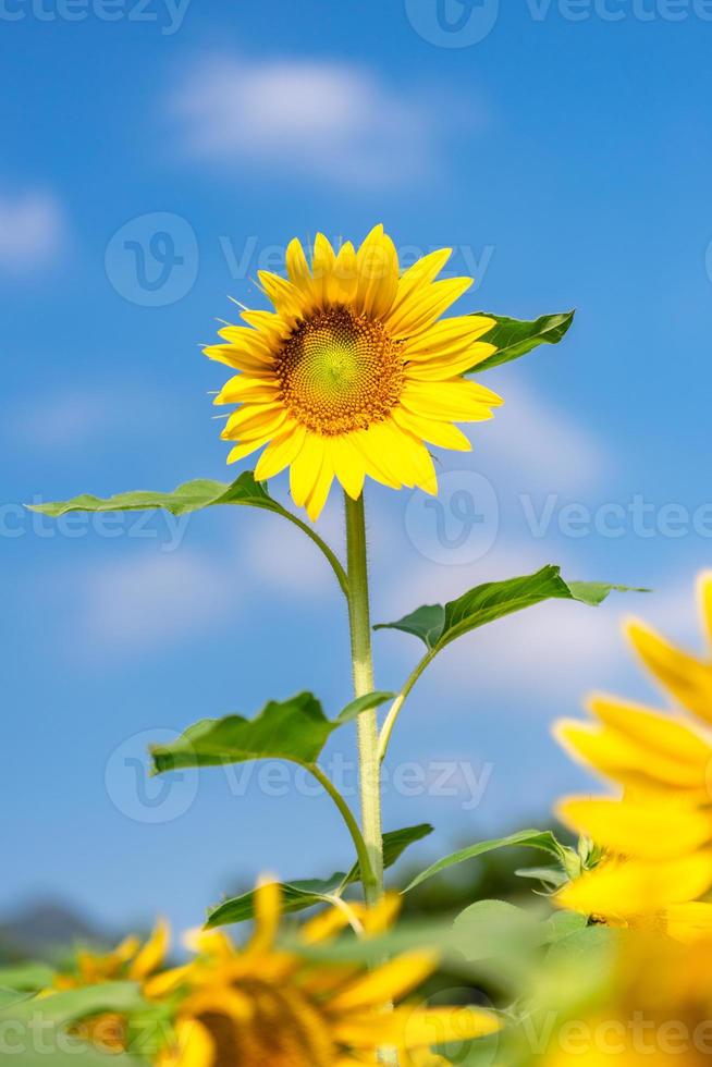 un girasole giallo in piena fioritura sotto il cielo azzurro foto