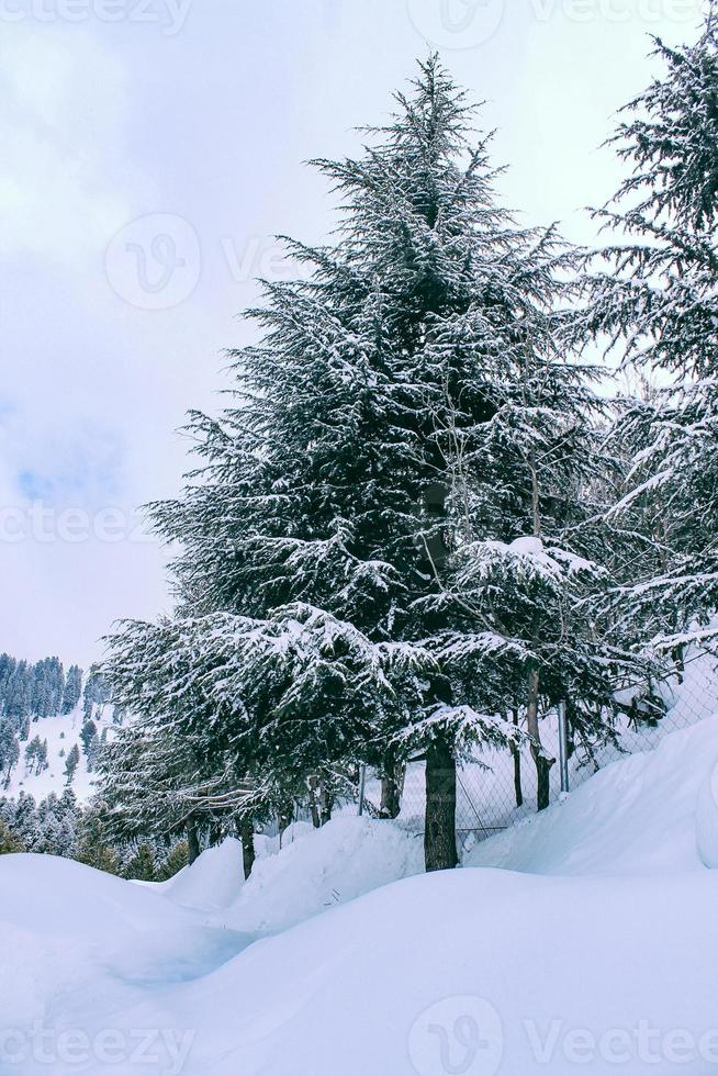 malam jabba e kalam swat paesaggi paesaggistici foto