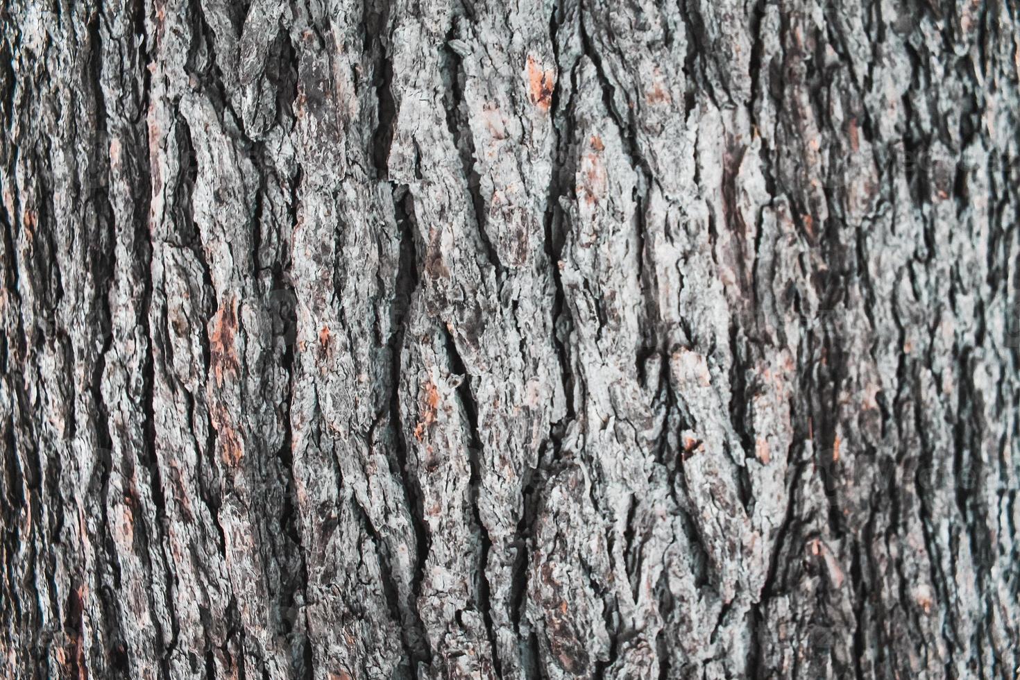 primo piano del fondo di legno della superficie dell'albero foto