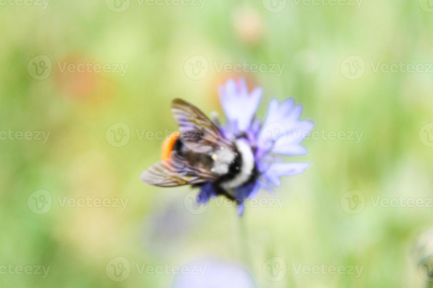 primo piano naturale bellissimo fiore foto