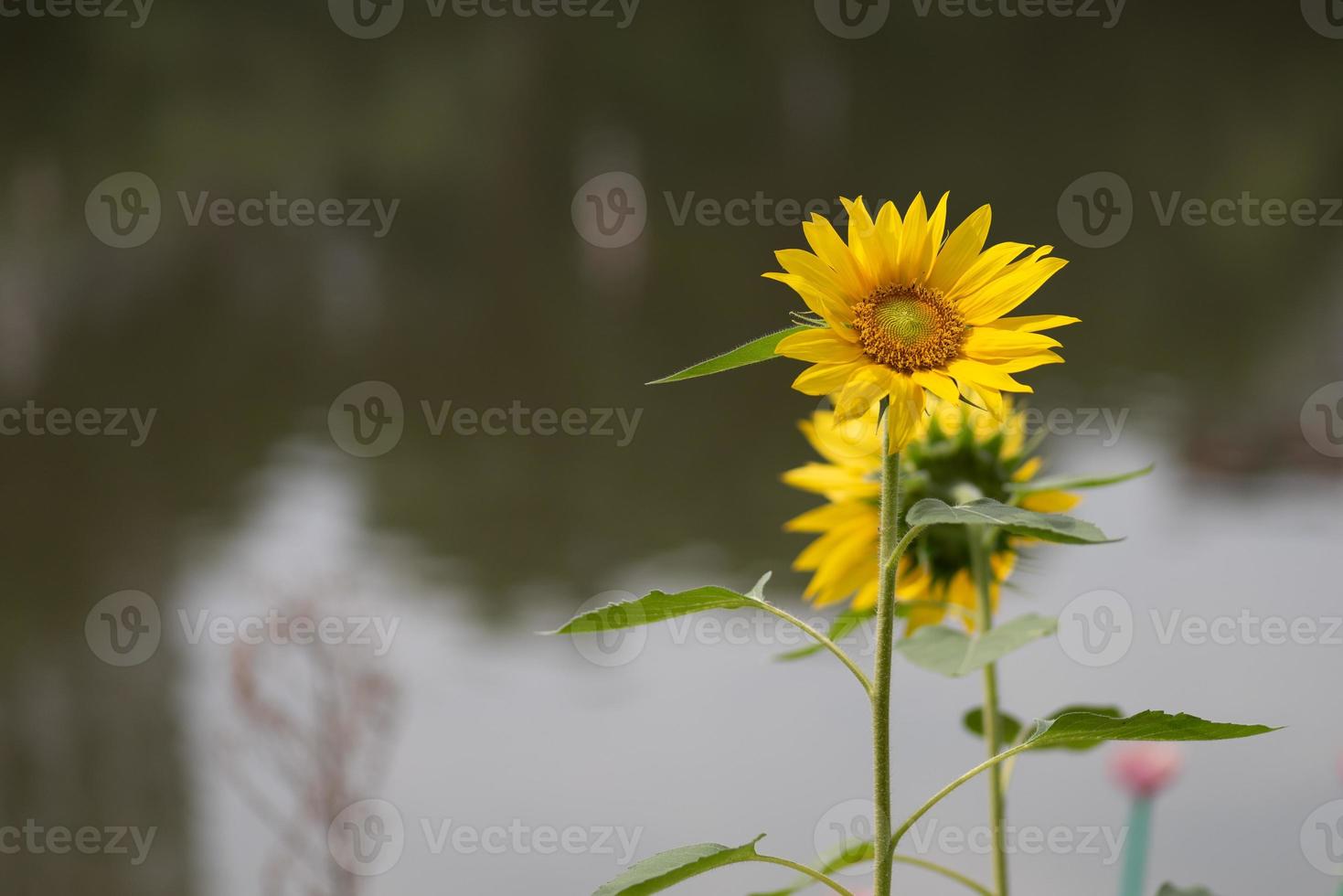 un girasole giallo in piena fioritura nel campo foto